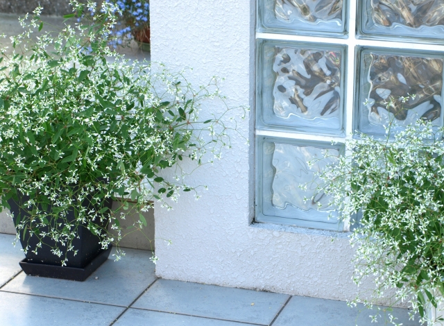 玄関の外に置く花の風水効果は絶大 色を使った飾り方と２つの注意点 開運研究員meguが教える運気アップのコツ