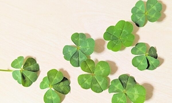 寝室の風水、クローバー