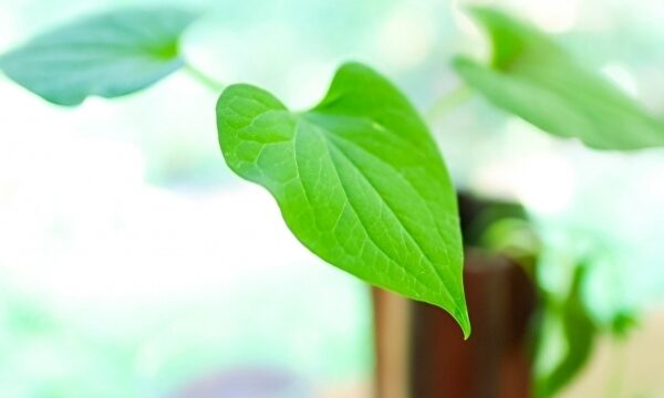 観葉植物、寝室、風水