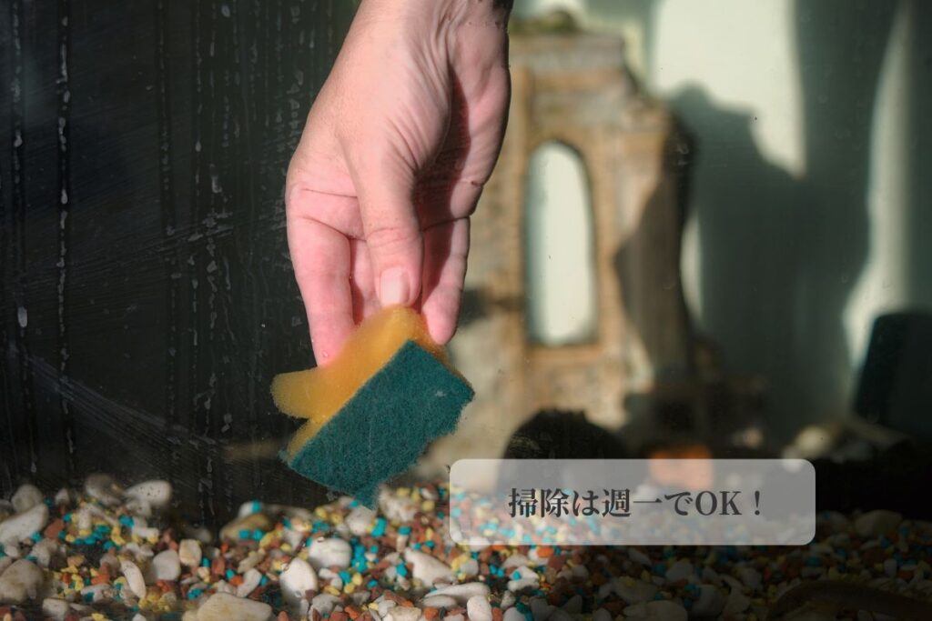 メダカの水換え、風水